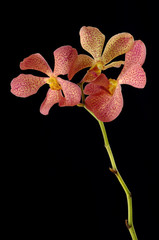 Obraz na płótnie Canvas stem of orange orchids on black