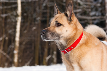 Attentively looking dog