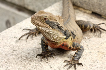 Bearded dragon (pogona vitticeps)