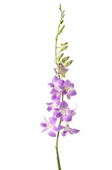 Naklejka na ściany i meble Branch of violet orchids