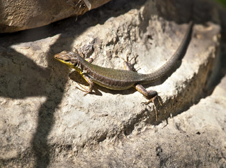 Malta Wall Lizard