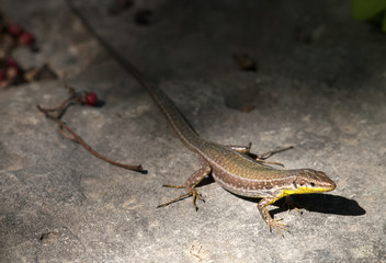 Malta Wall Lizard