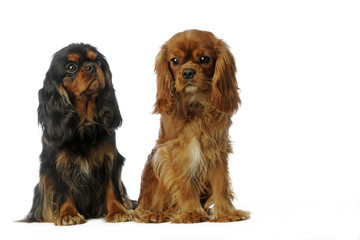 couple de cavalier king Charles