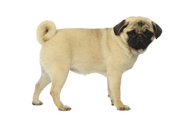 pug,carlin,mops,doguillo