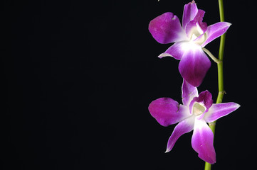Border of purple orchid on black