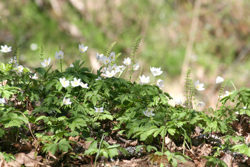 white forest spring flowers