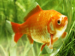 fish in water without oil