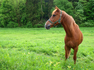 Pferd auf grüner Wiese