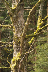 Wald