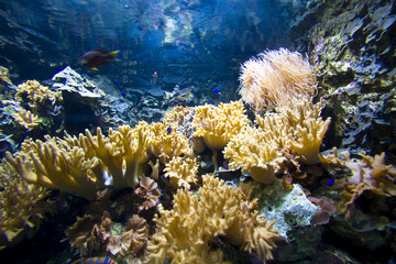 Fototapeta na wymiar Healthy coral reef