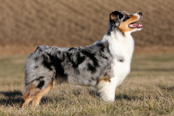 australian shepherd dog © CallallooFred