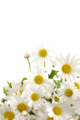 bouquet, of white daisies