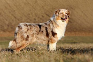 Berger Australien de profil © CallallooFred