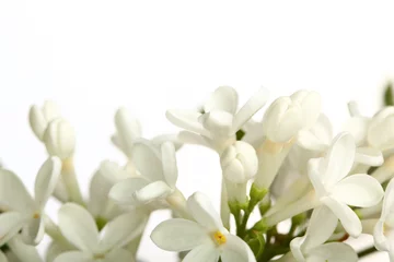 Papier Peint photo Autocollant Lilas fleurs blanches de lilas