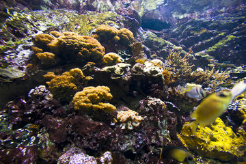 Fototapeta na wymiar Healthy coral reef