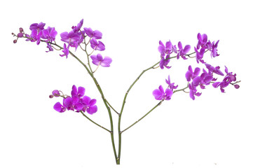Naklejka na ściany i meble Beautiful branch of pink orchid