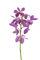 Isolated branch pink orchid