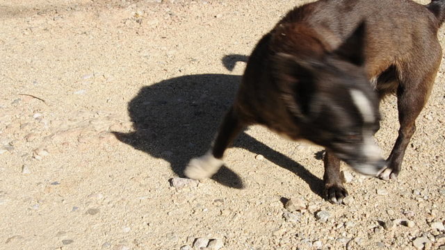 a small dog laying on the ground