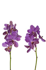 Fototapeta na wymiar Branch of violet orchids