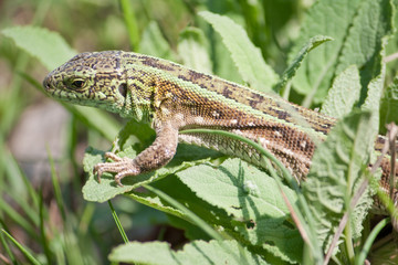 green lizard