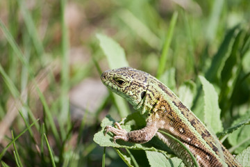 green lizard