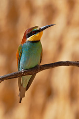 European bee-eater on a branch