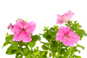 Pink petunia