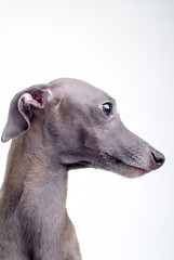 gray Italian greyhound - 22840428