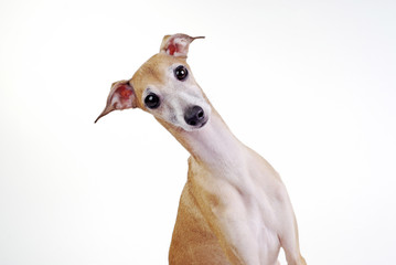 yellow Italian greyhound - 22840439