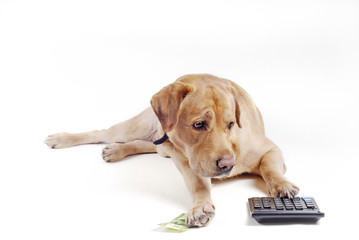 Dog count  on  calculator - 22840490