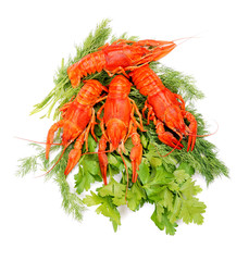 Lobsters on white