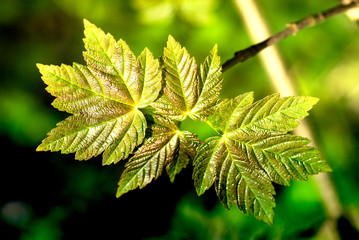 Green leaves