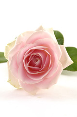 Fototapeta na wymiar Pink rose macro