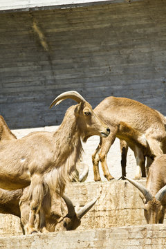 Spanish ibex