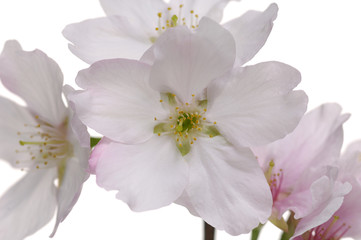 Fototapeta na wymiar Macro of cherry blossoms