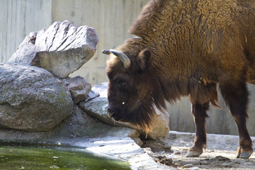Head on American Bison