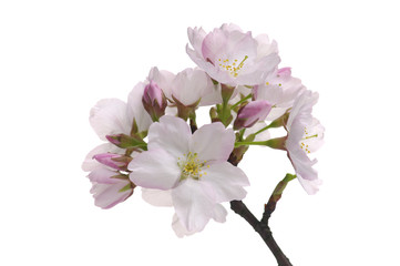 Spring pink flower on white