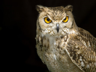 Owl