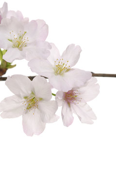 Plum-tree flowers. Design elements