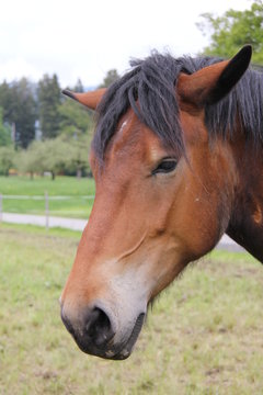 Pferd 1