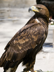 Aquila Chrysaetos