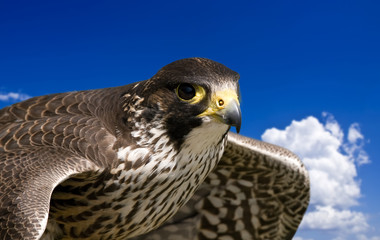 Airborne Hunt