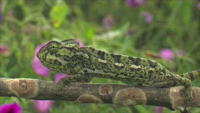 chamaeleo chamaeleon (el camale&oacute;n com&uacute;n)