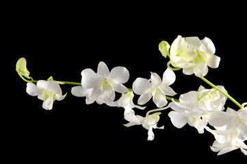 Naklejka na ściany i meble white orchids(phalaenopsis) on black