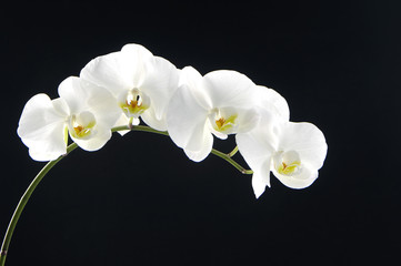 Bouquet orchid (phalaenopsis)over black