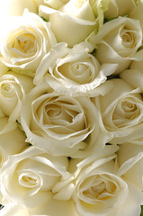 beautiful white roses background