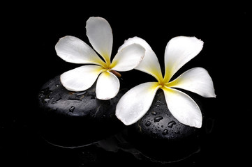 still life with frangipani flower and stone