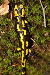 Feuersalamander