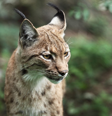 Close-up portrait of an Eurasian Lynx (Lynx lynx).