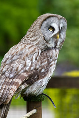 Great Grey Owl